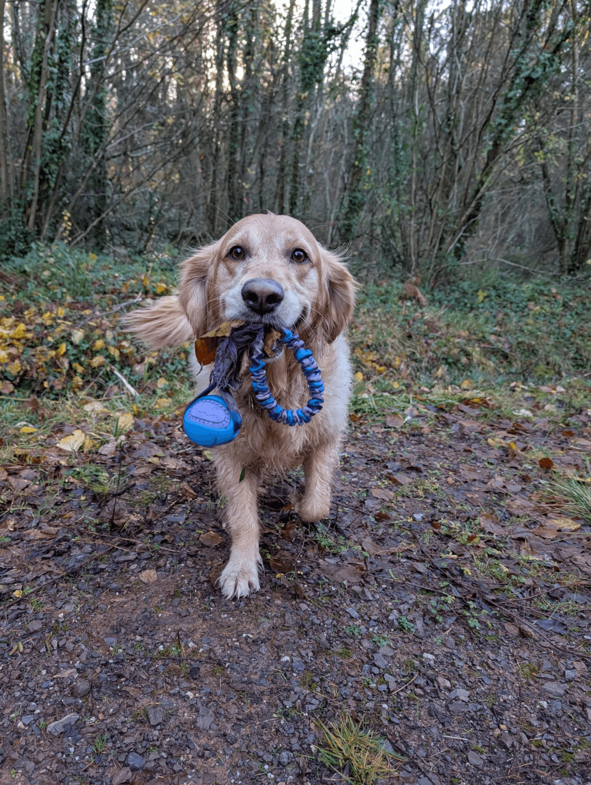 Dog carrying a toy in a field